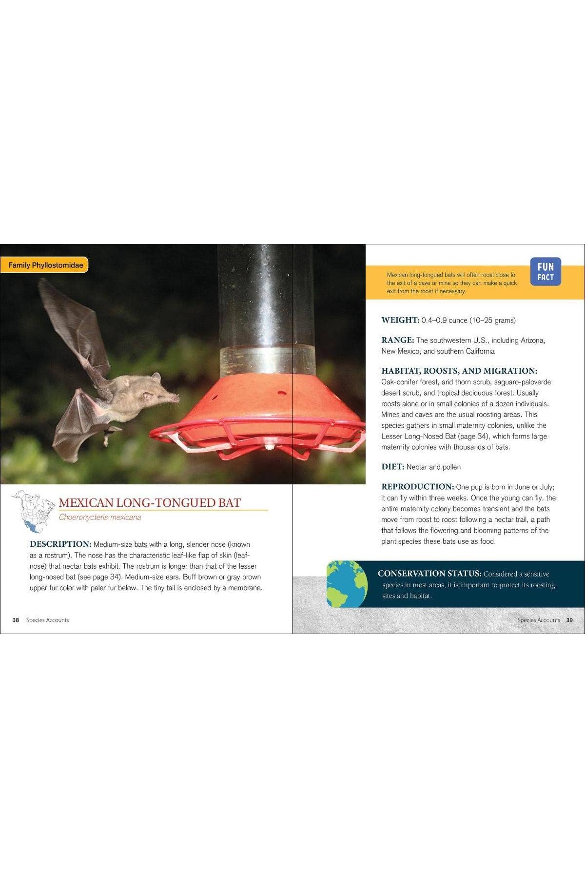 Bat Basics: How to Understand and Help These Amazing Flying Mammals by Karen Krebbs