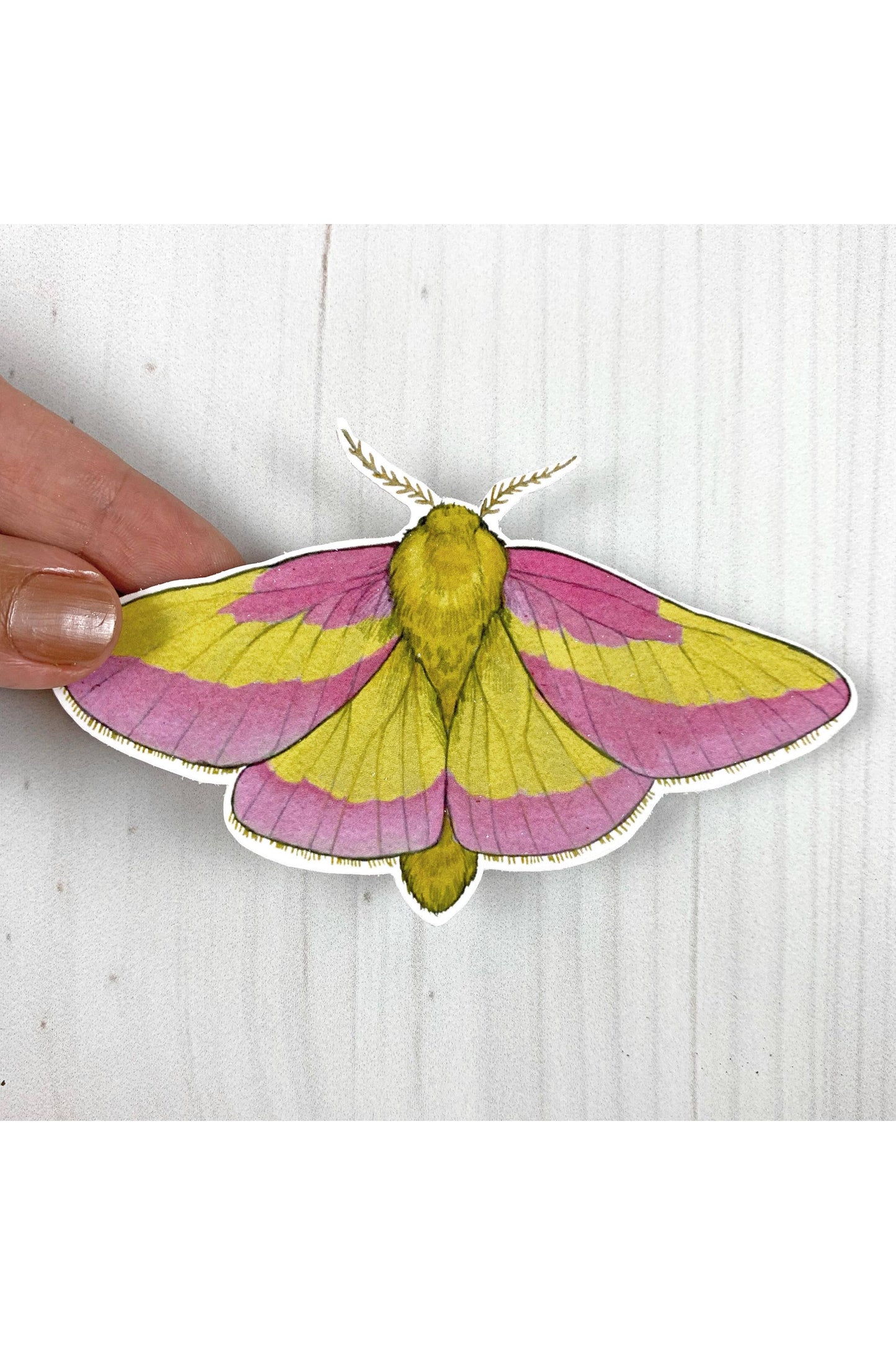Rosy Maple Moth Sticker