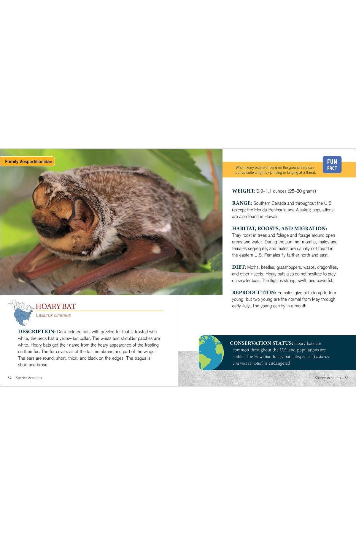 Bat Basics: How to Understand and Help These Amazing Flying Mammals by Karen Krebbs