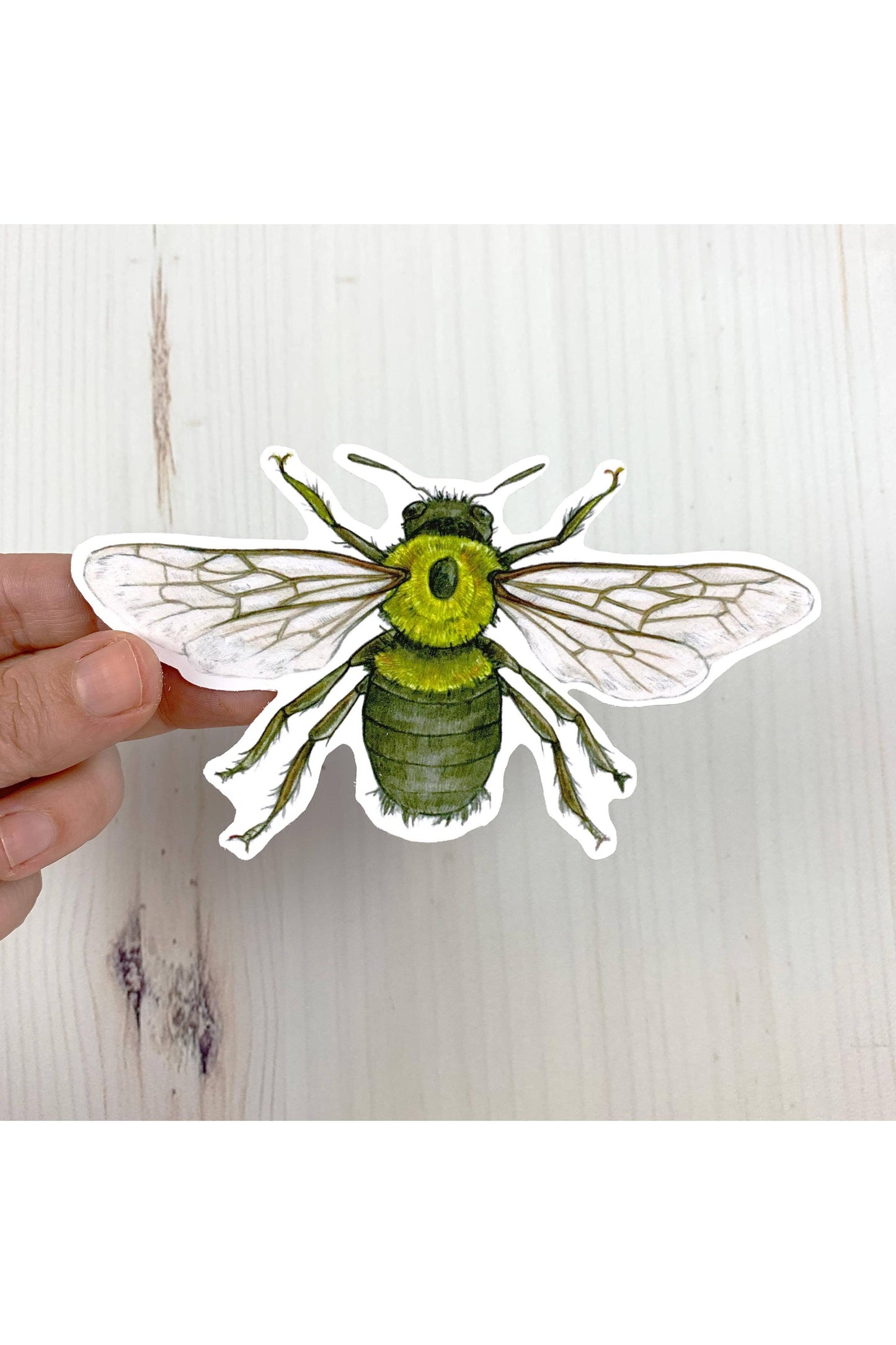 Eastern Carpenter Bee Vinyl Sticker