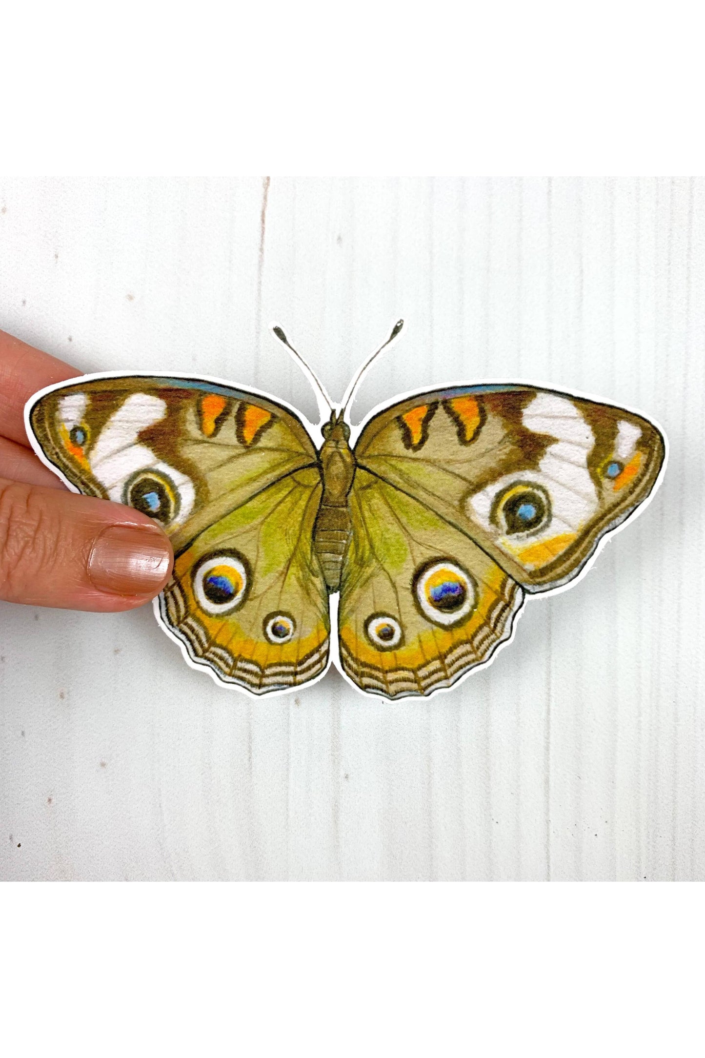 Common Buckeye Butterfly Sticker