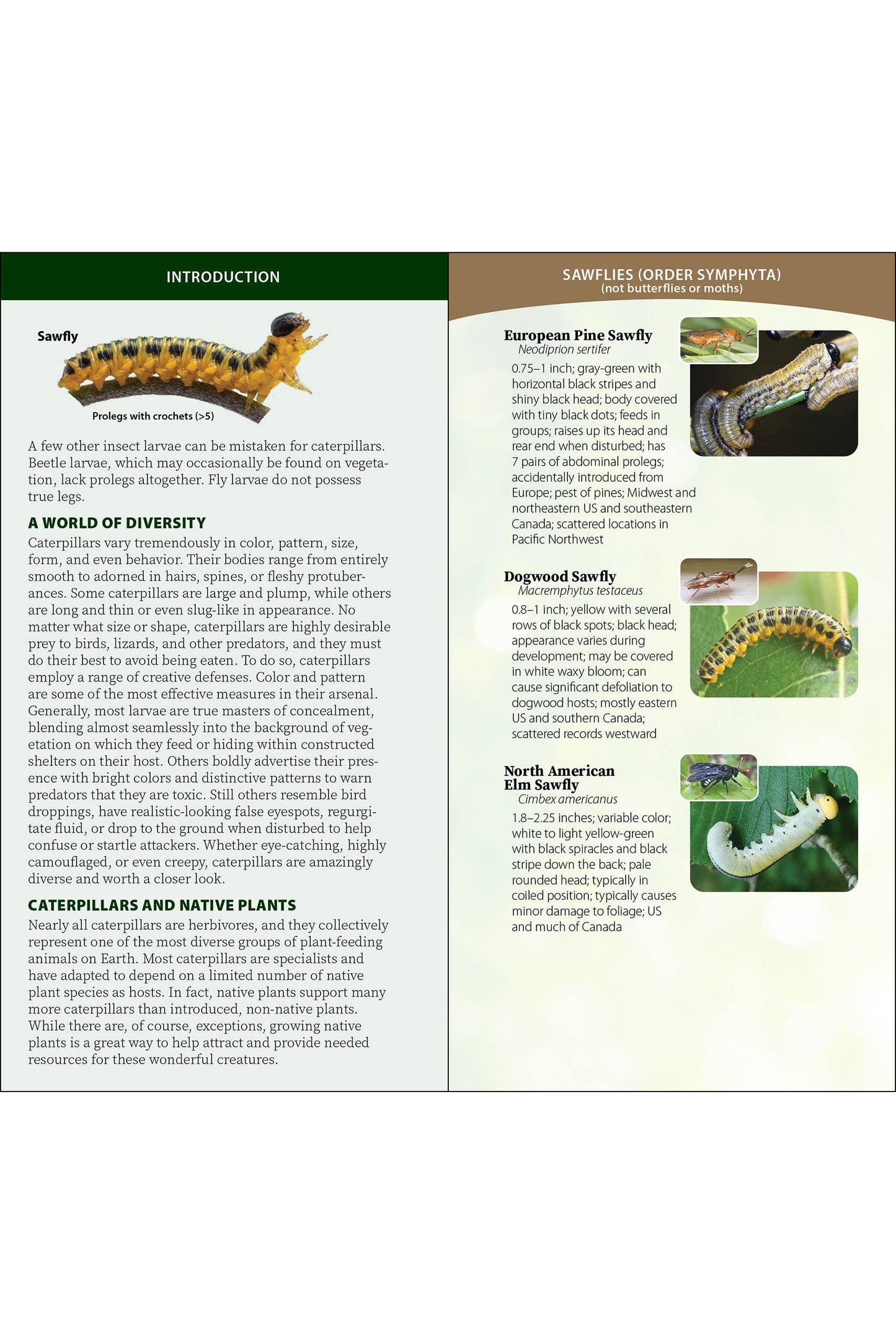 Caterpillars of North America Quick Guide