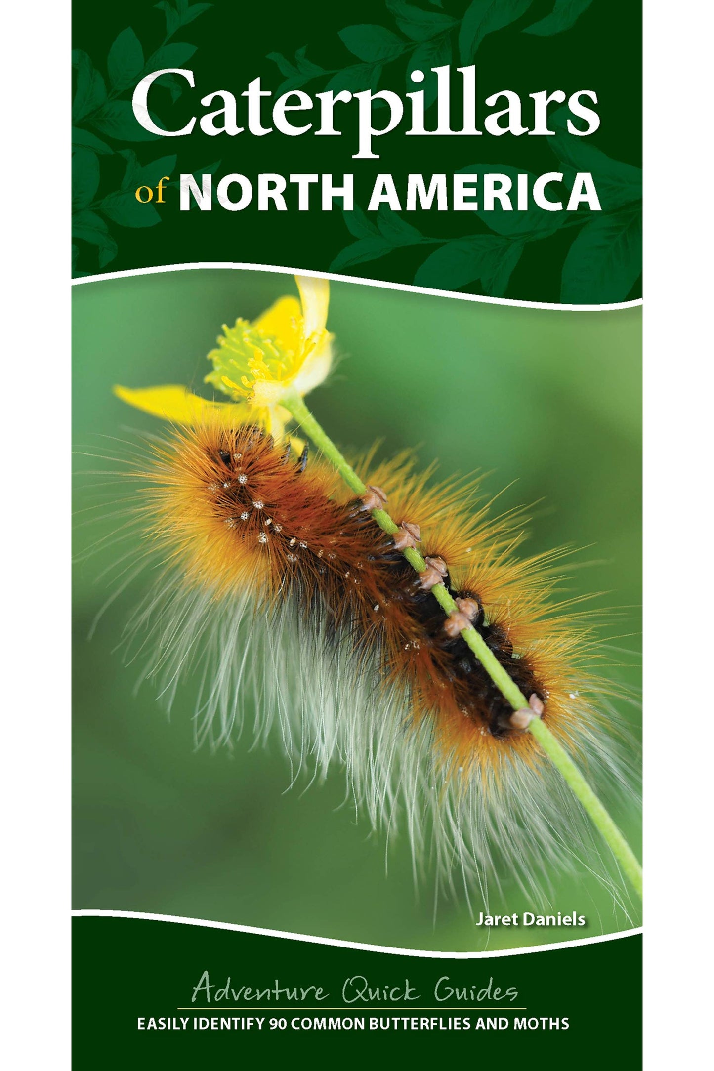 Caterpillars of North America Quick Guide