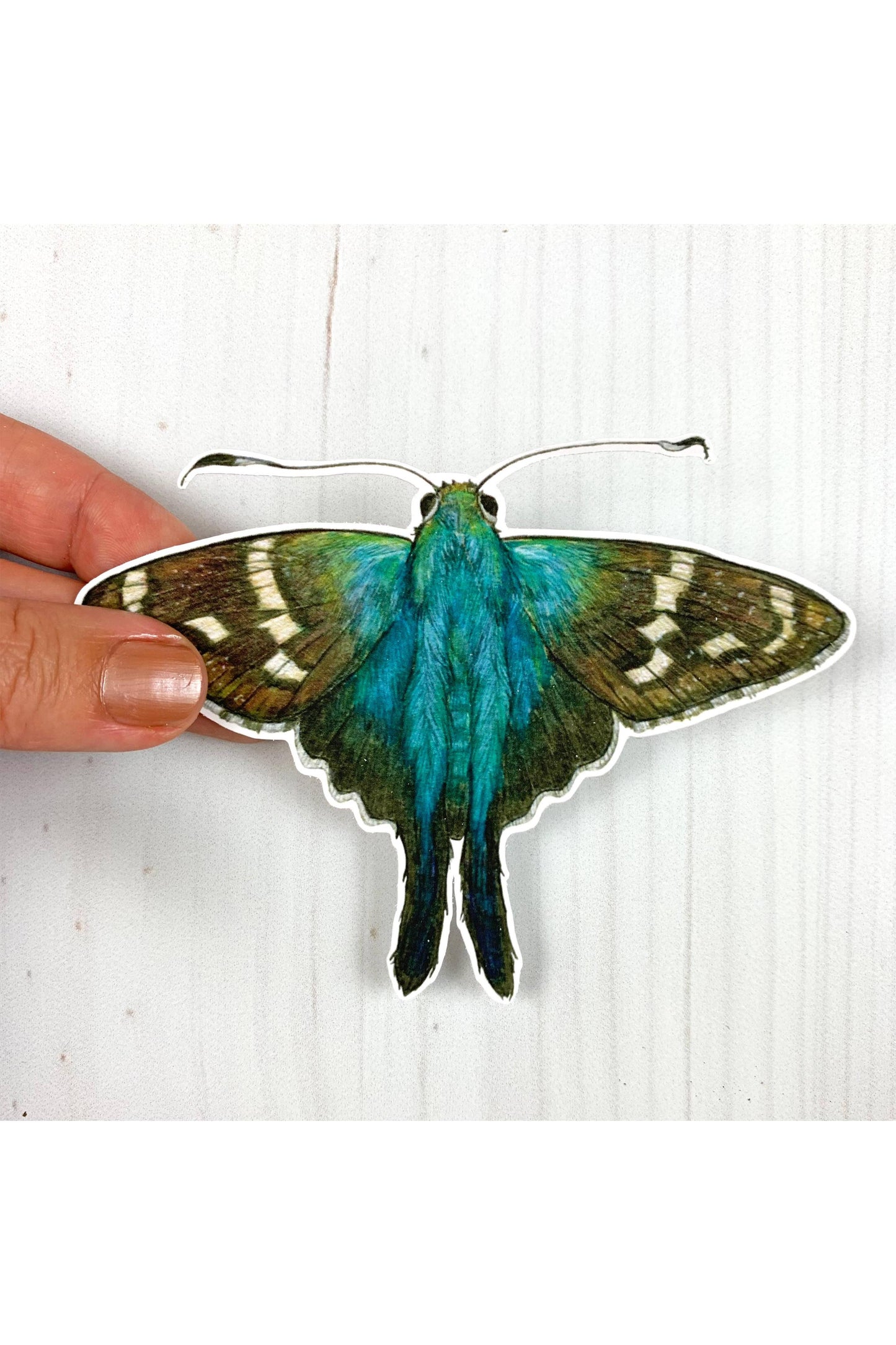 Long Tailed Skipper Butterfly Sticker