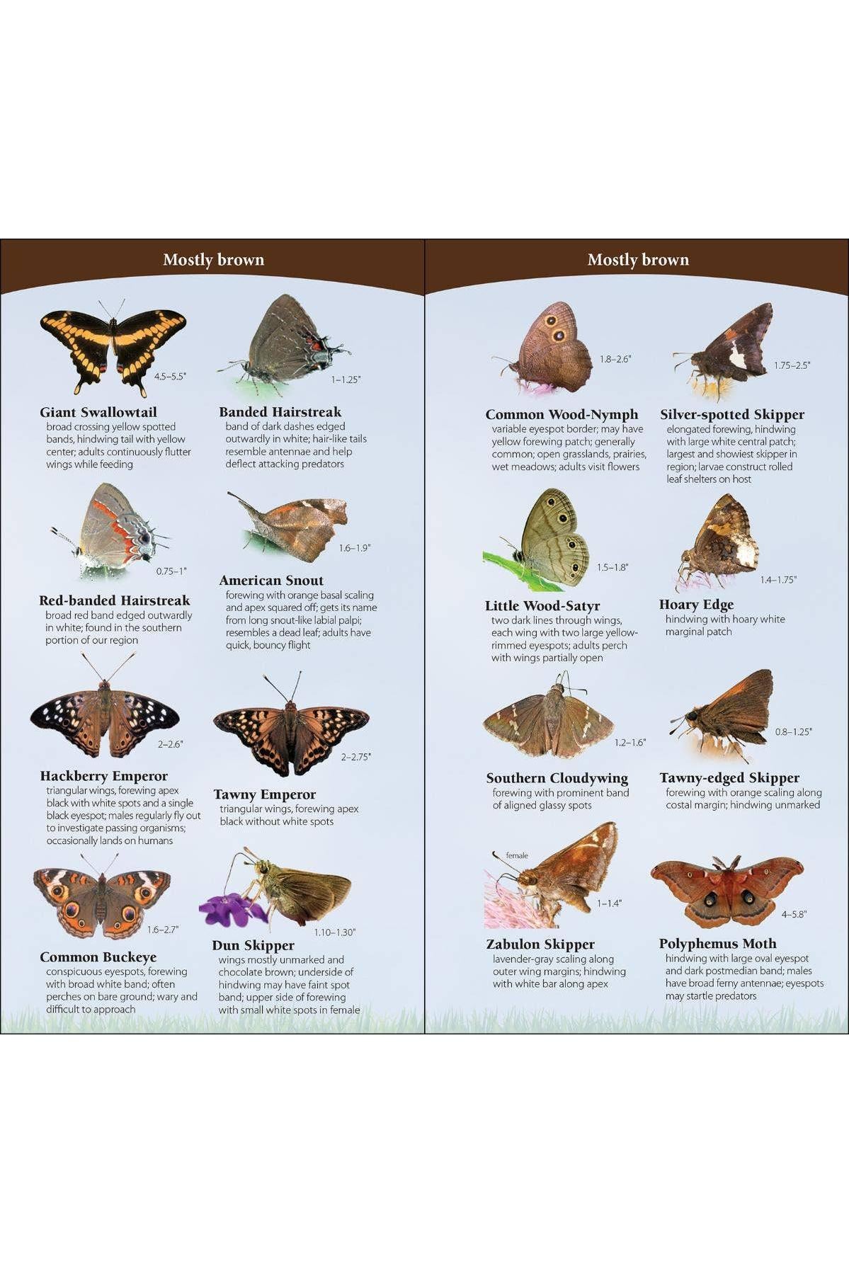 Butterflies of South & Southeast Quick Guide