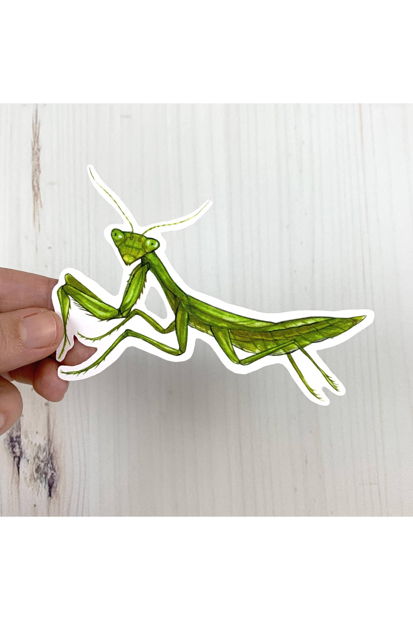 Praying Mantis Matte Sticker