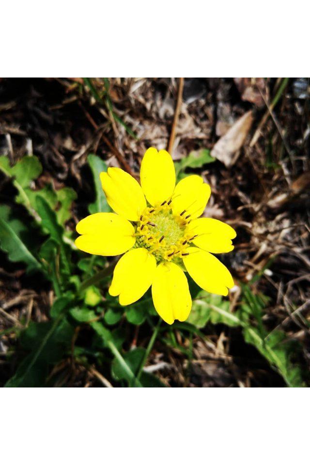 Florida Greeneyes (Berlandiera subacaulis)