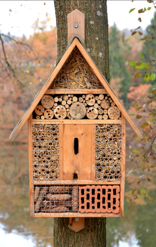 Meet the Bees: Native Bees vs. Honeybees