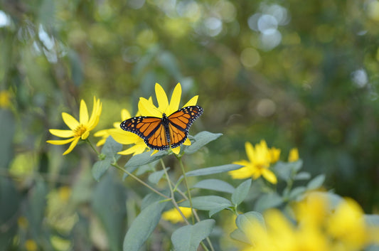 What are Pollinators and Why Do They Matter?