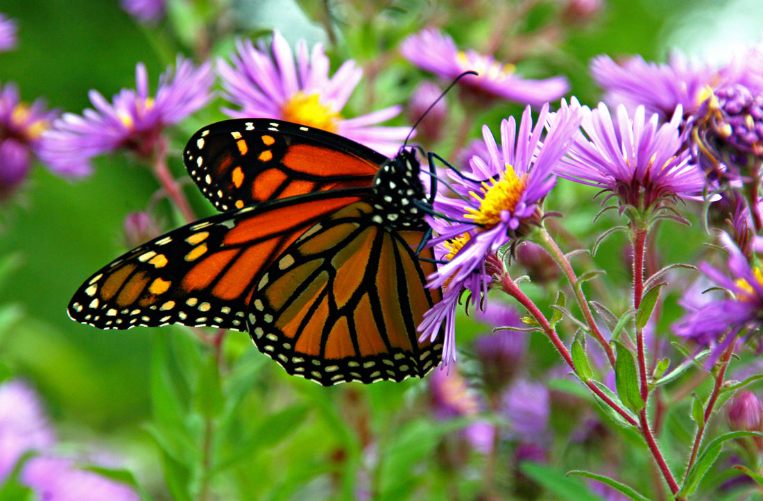 The Magic of Monarchs: Butterflies as Pollinators