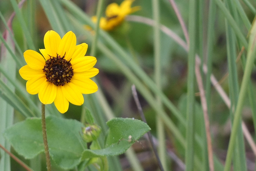 Creating a Pollinator-Friendly Garden
