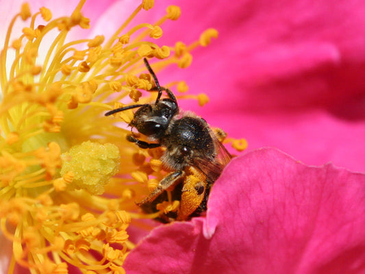 Love is in the Air: Pollinator Courtship Rituals