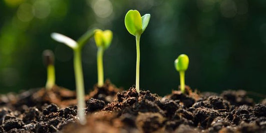 Celebrating National Seed Swap Day