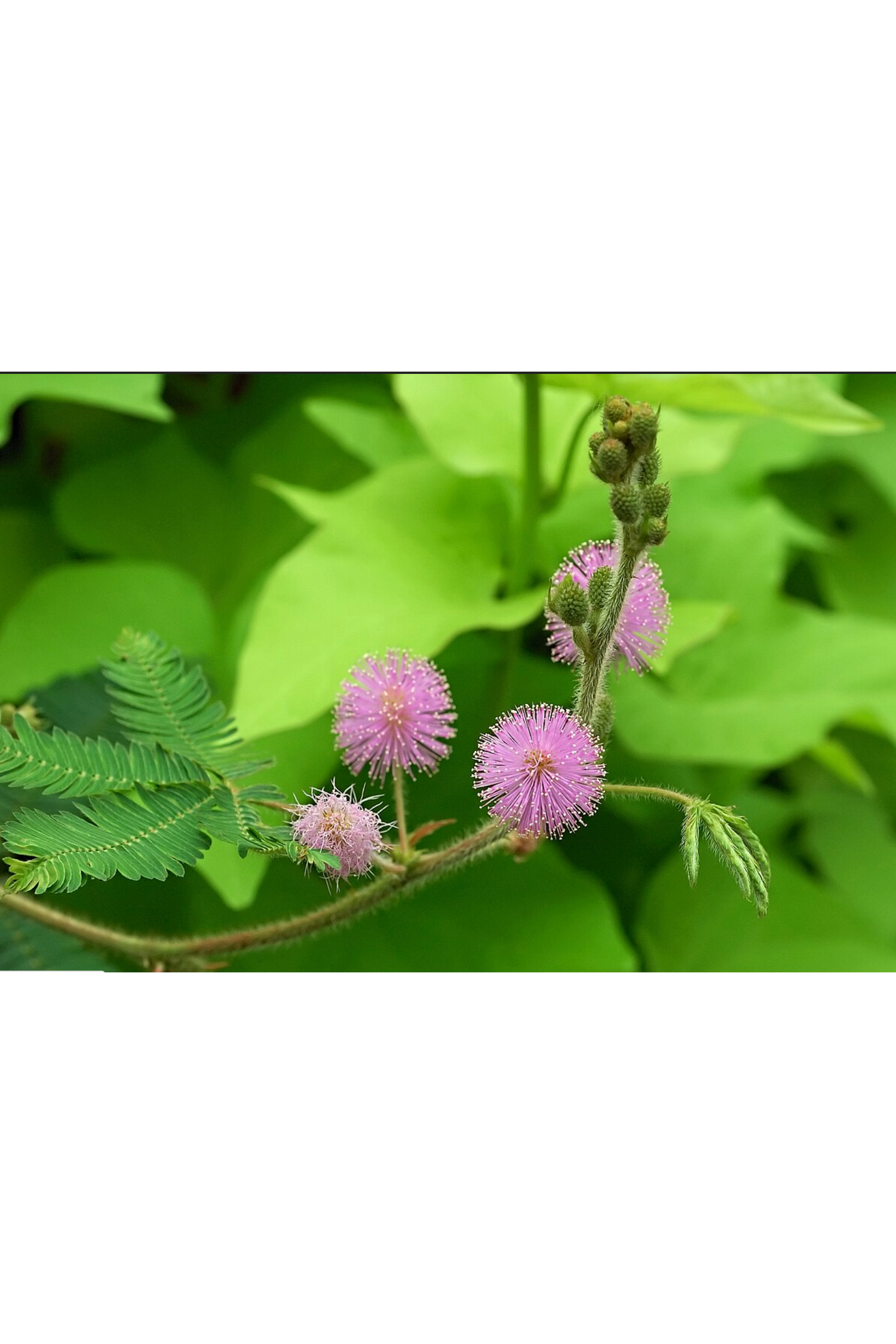 Wildflower Seeds - Individual Packets