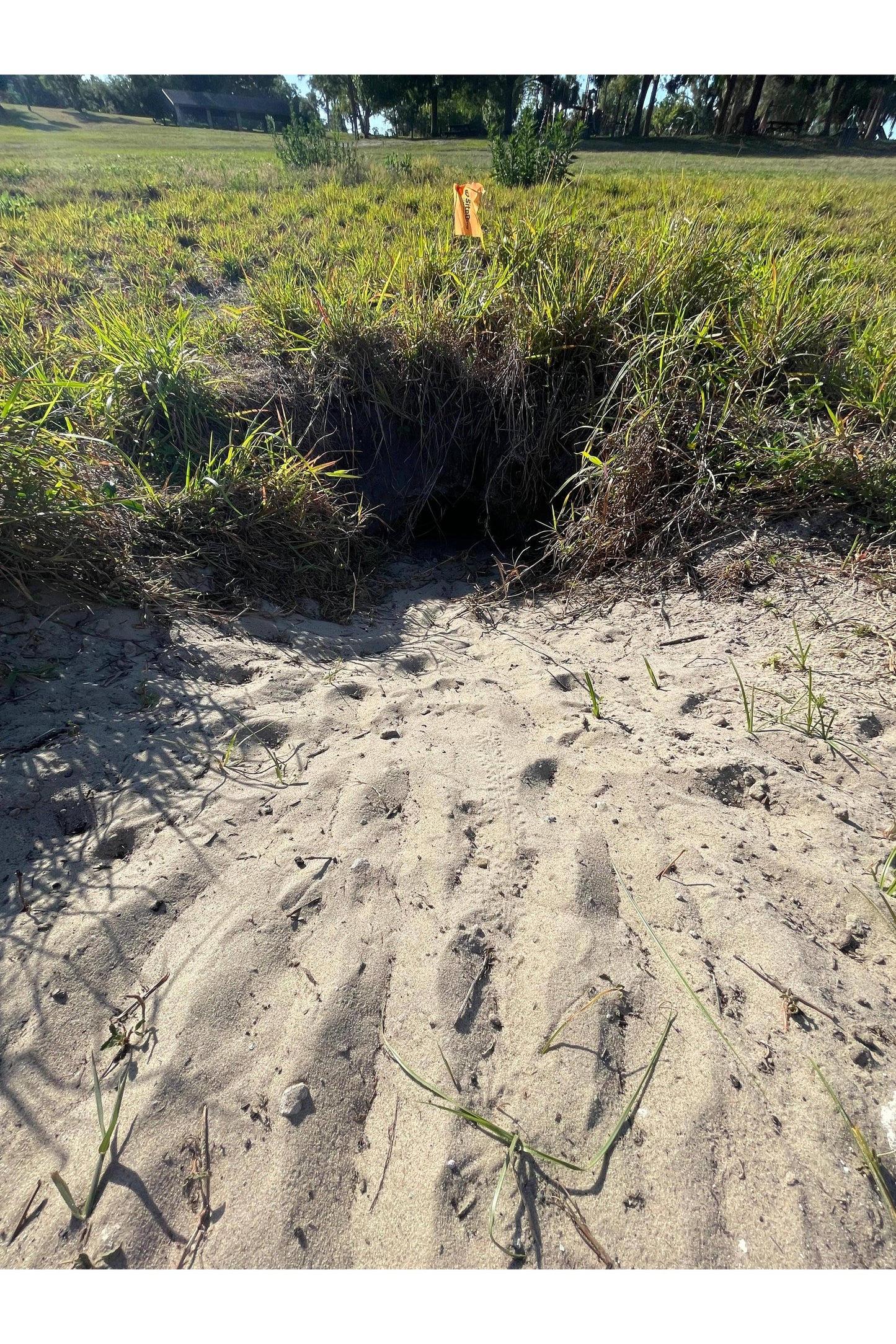 Gopher Tortoise Waterproof Sticker