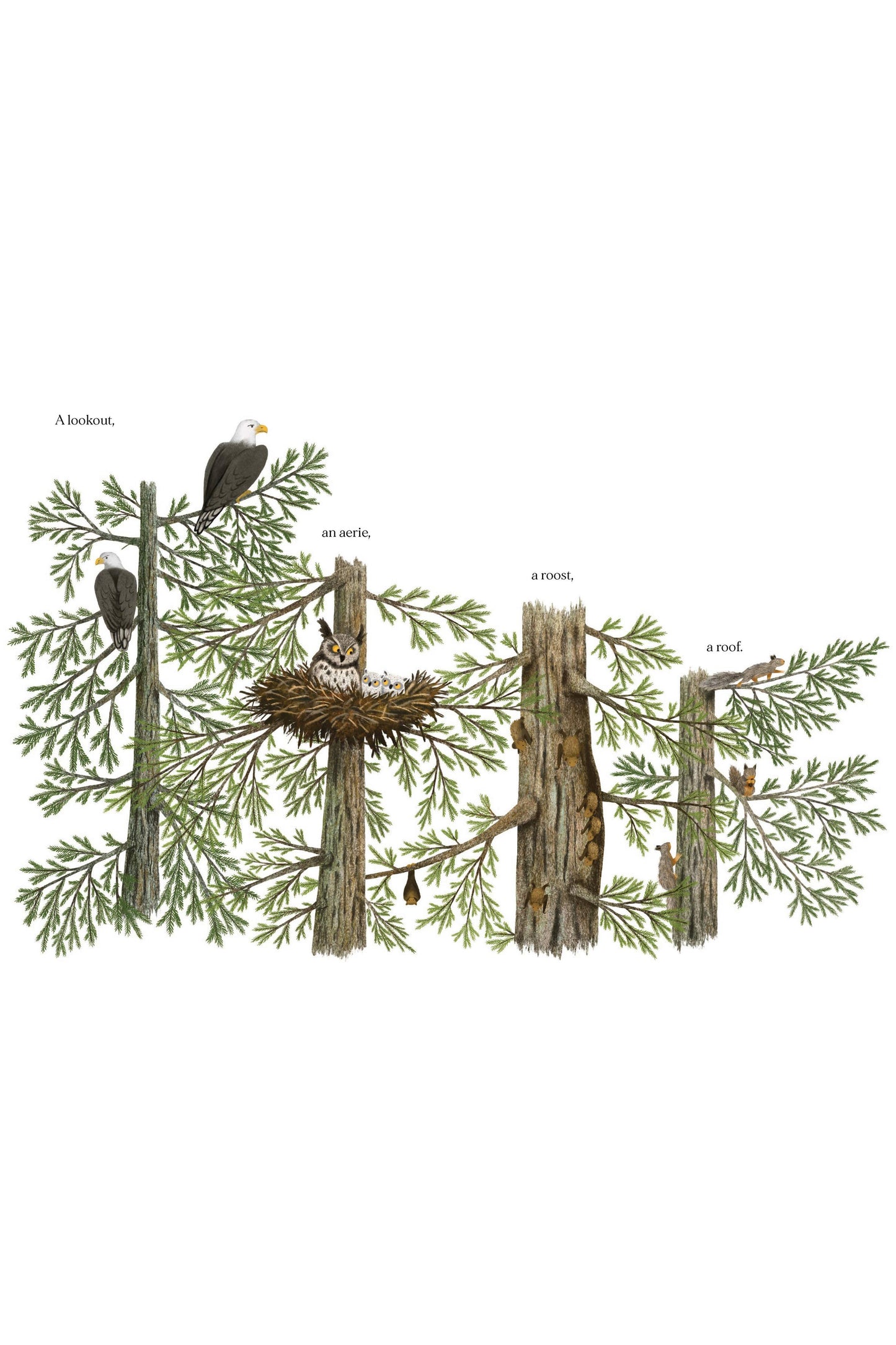 When a Tree Falls: Nurse Logs and Their Incredible Forest Power