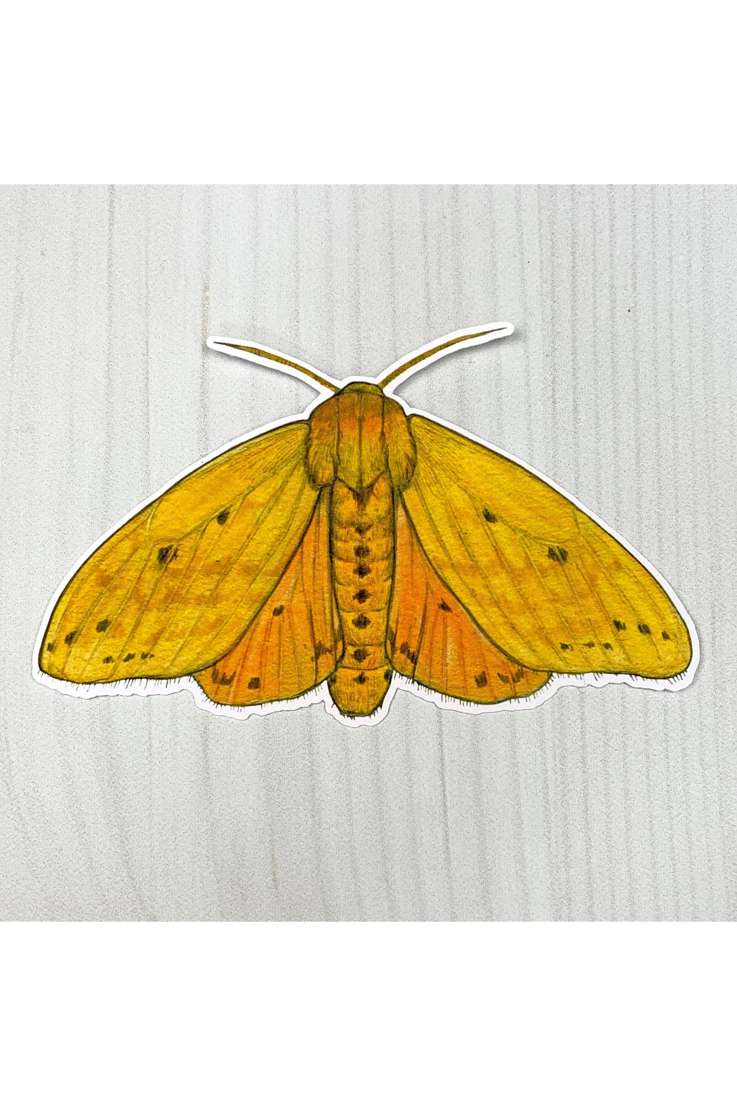 Isabella Tiger Moth Sticker