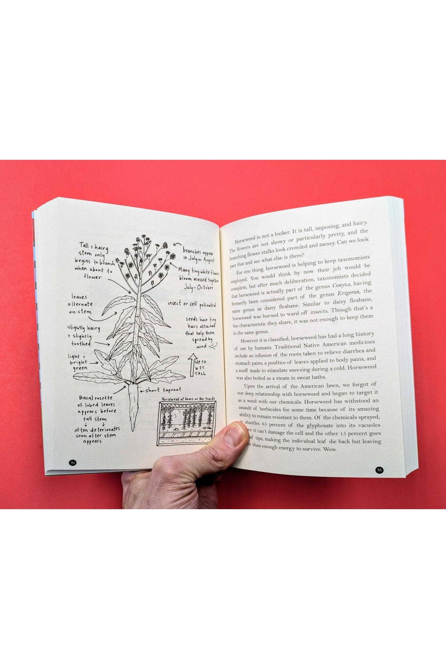 An Urban Field Guide to Plants, Trees, & Herbs in Your Path
