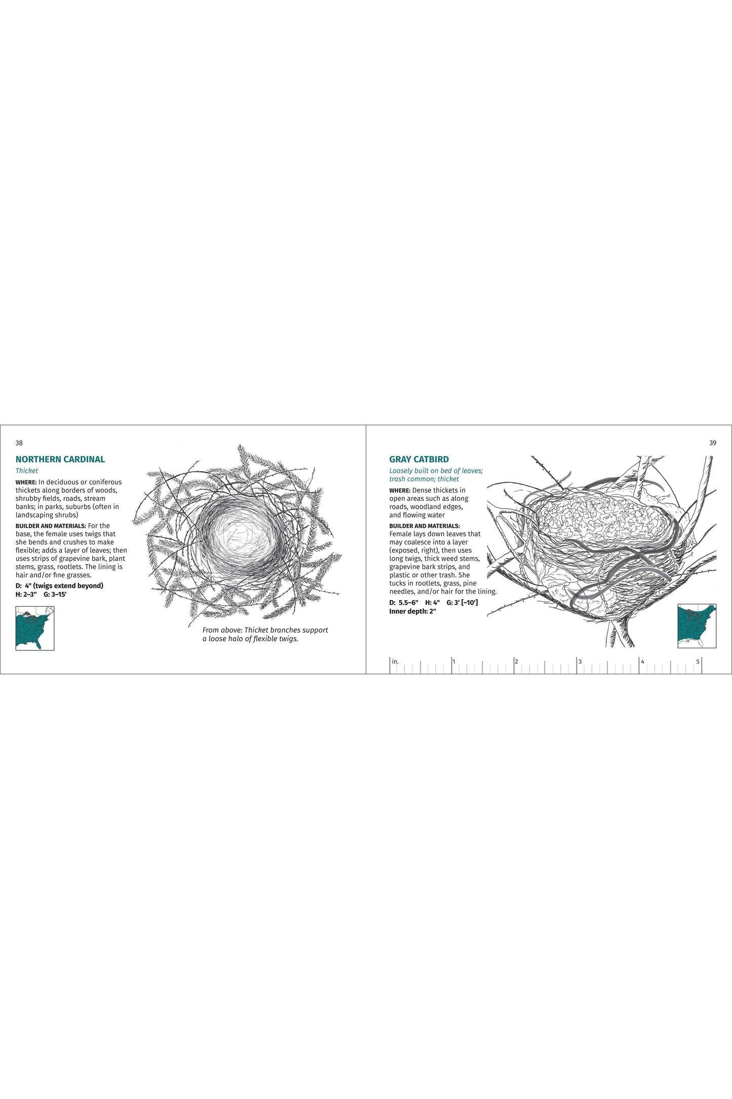 Bird Nest Finder
