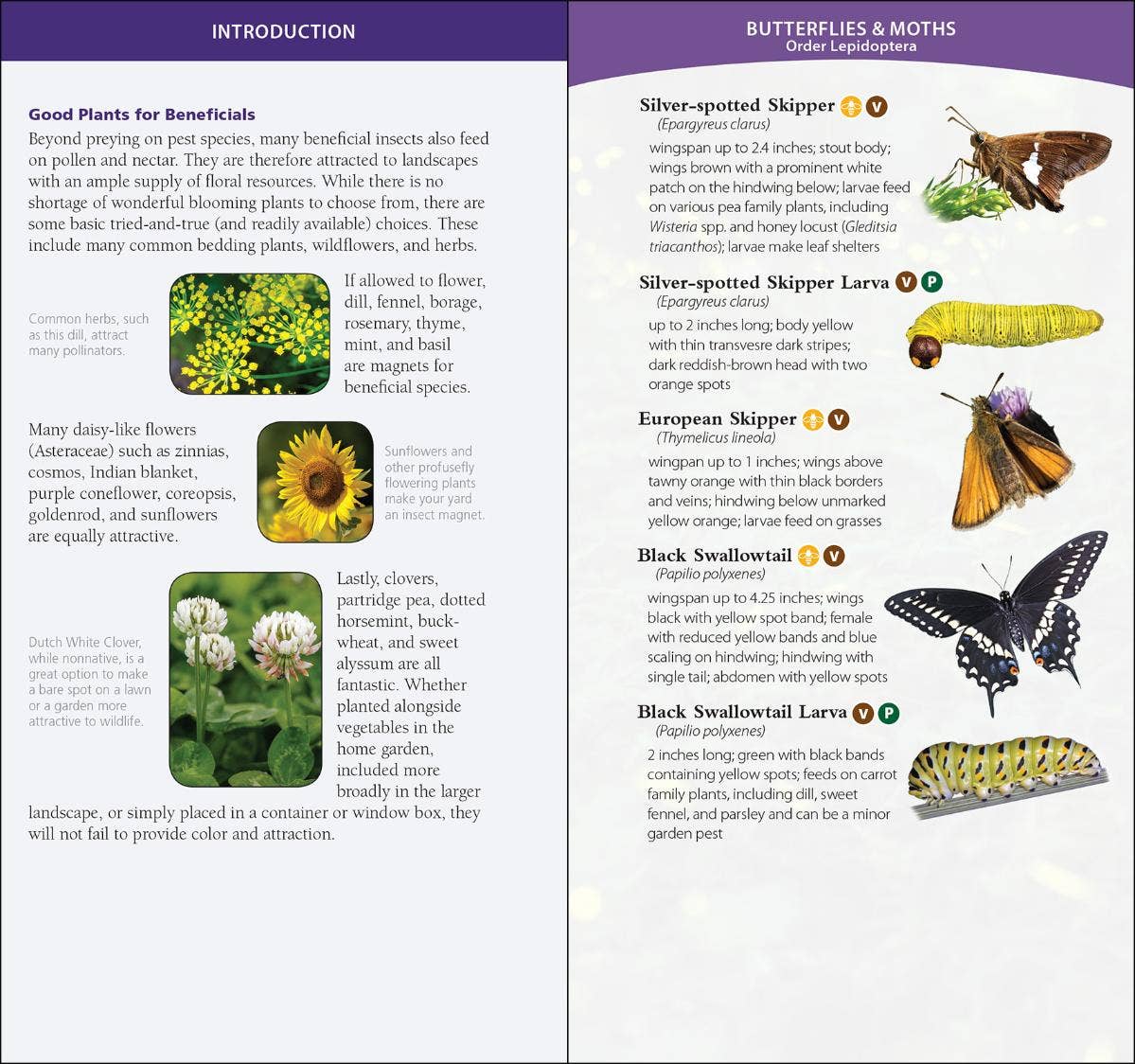 Garden Bugs & Insects of the Northwest