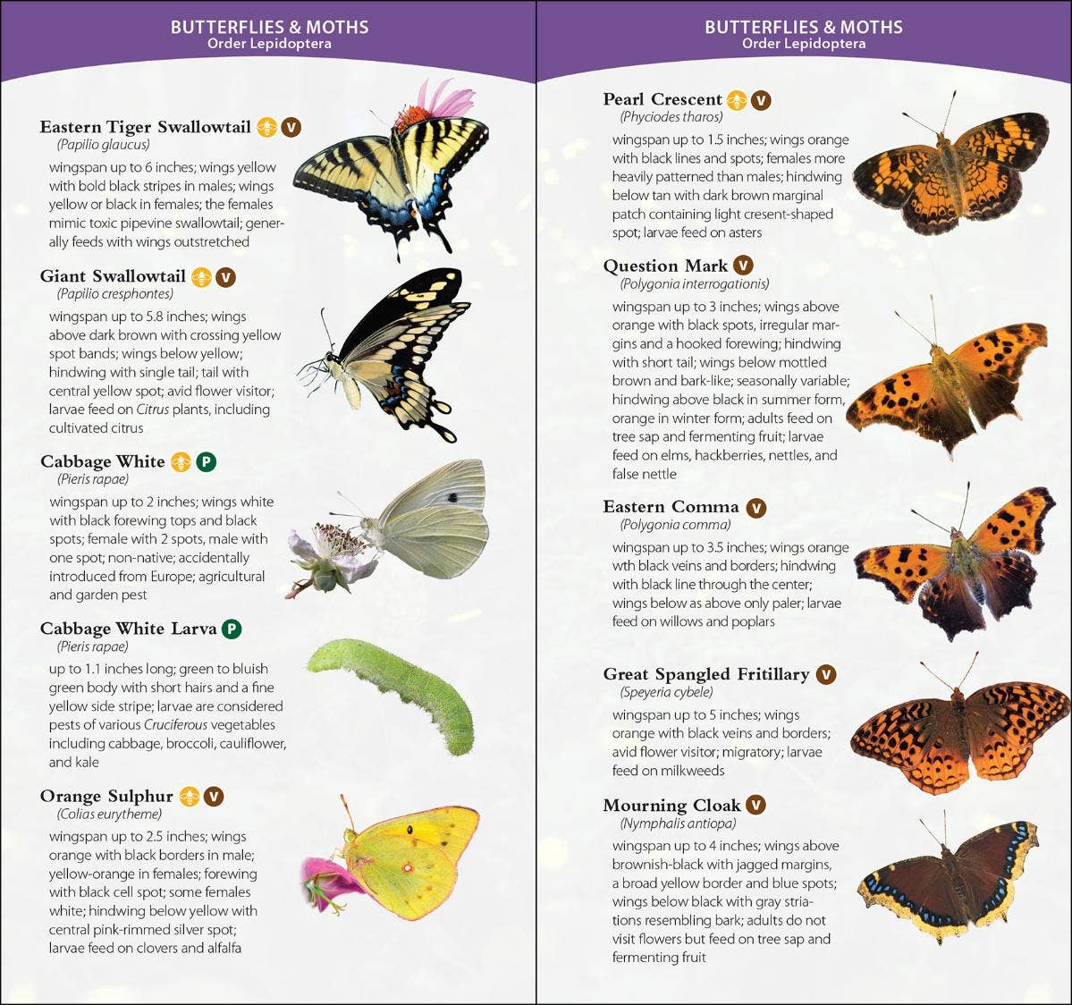 Garden Bugs & Insects of the Northwest