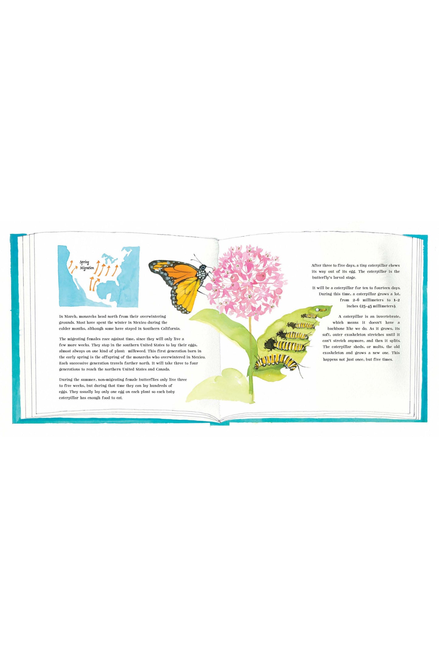 Butterflies Belong Here