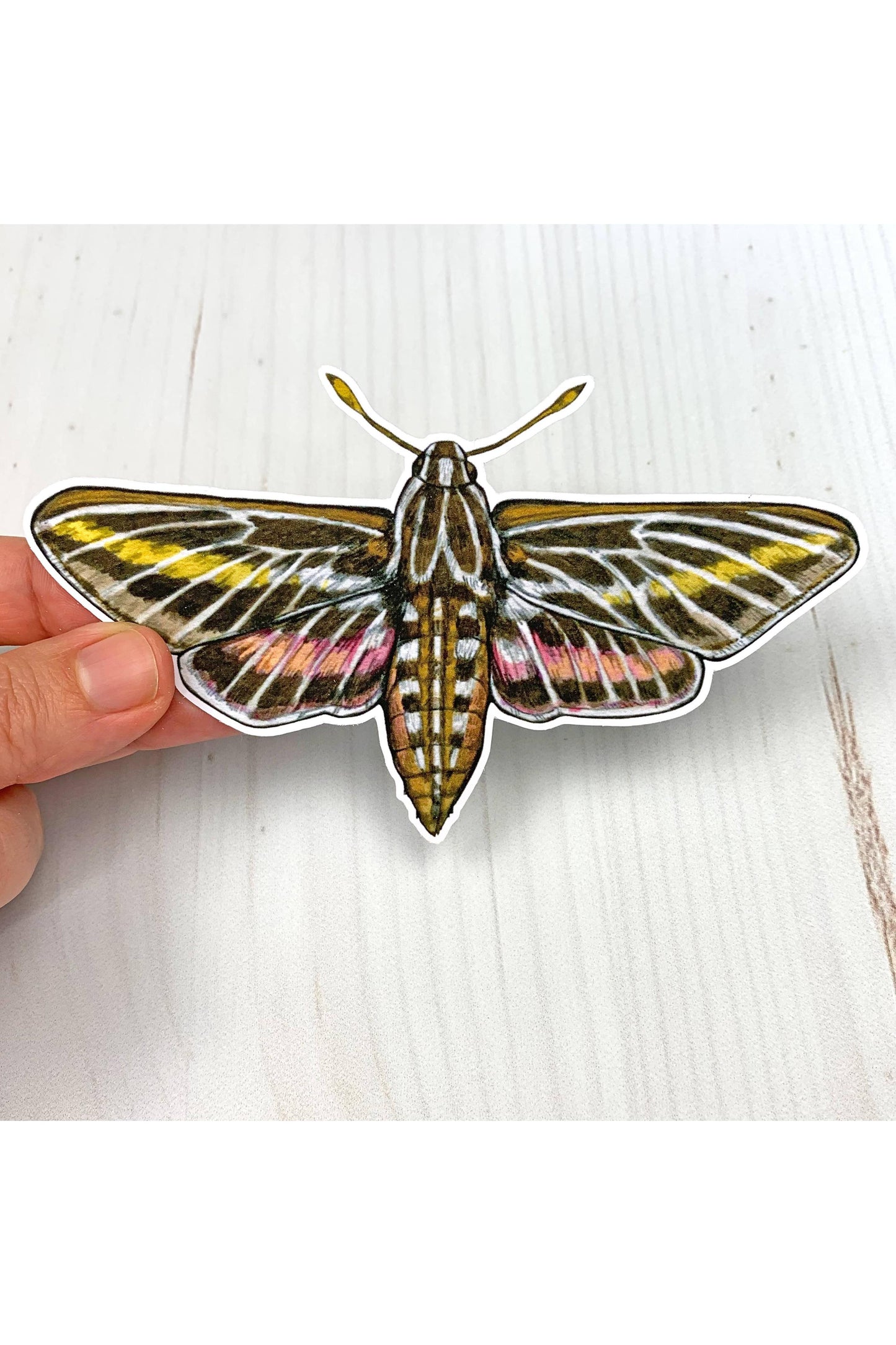 White Lined Sphinx Moth Sticker