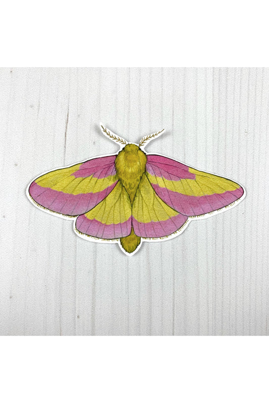 Rosy Maple Moth Sticker