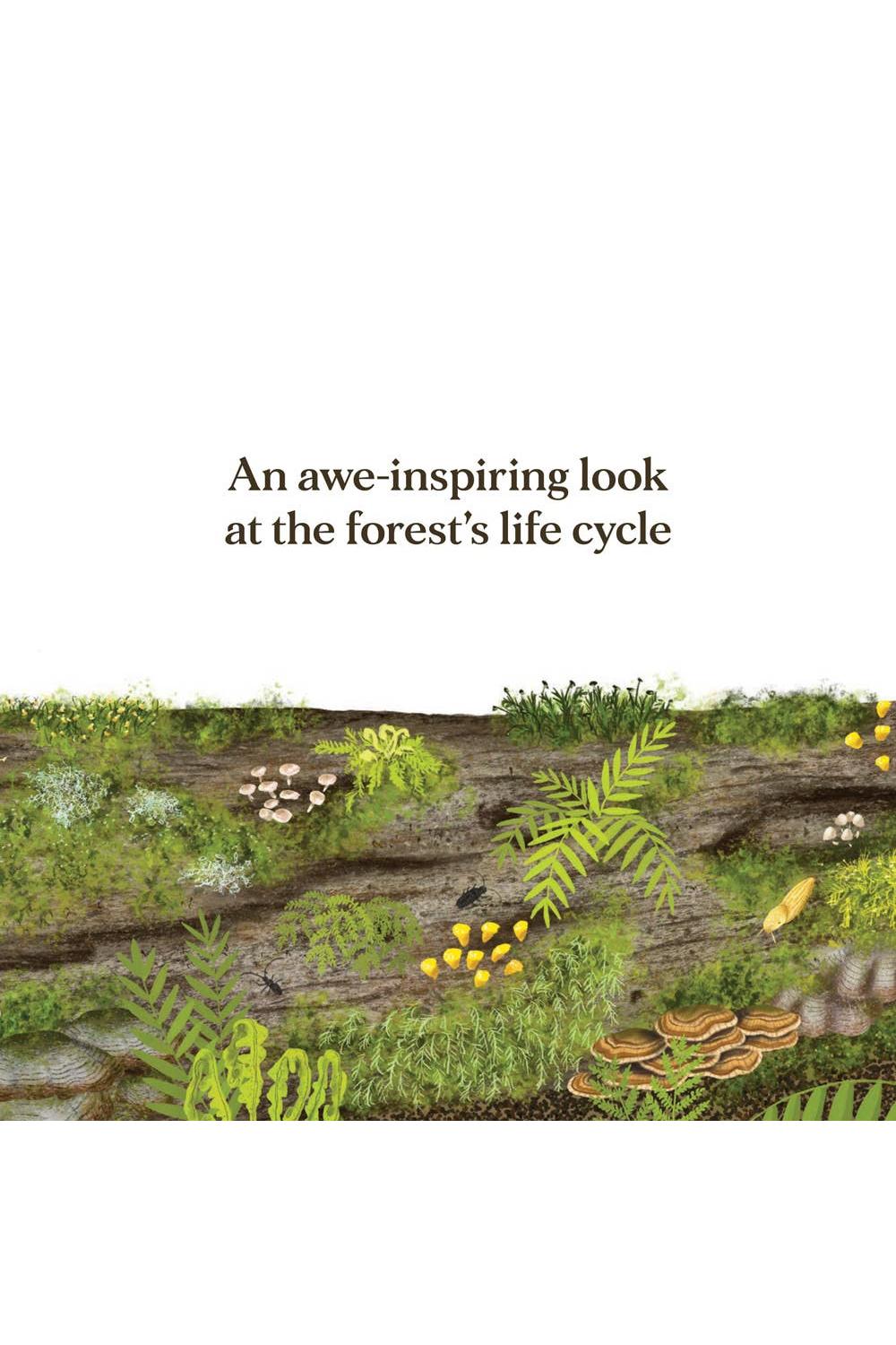 When a Tree Falls: Nurse Logs and Their Incredible Forest Power