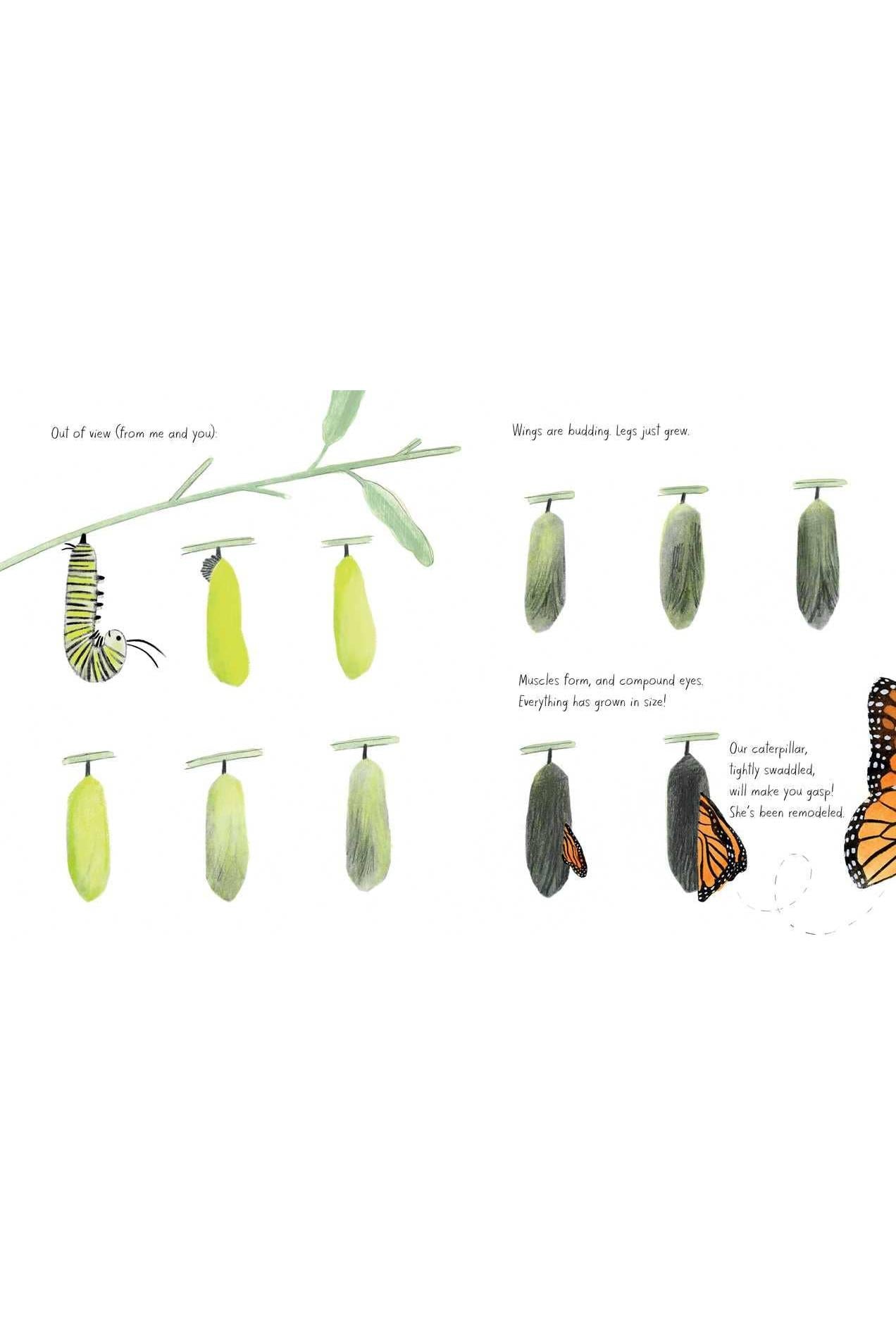 Monarch