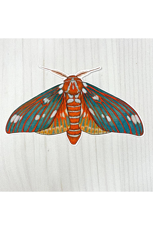 Regal Moth Sticker