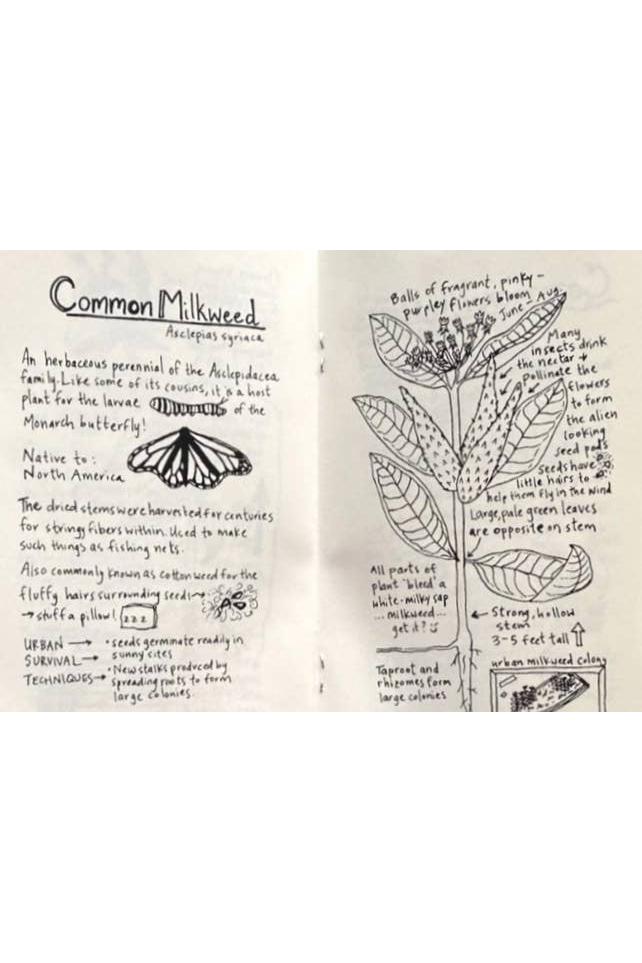 Urban Field Guide to the Plants in Your Path (Zine)