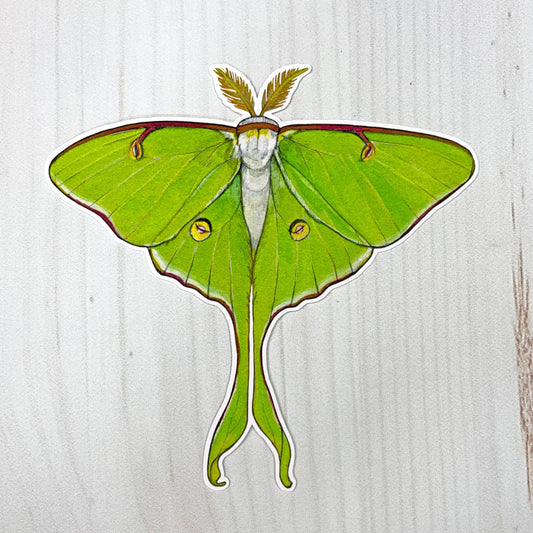 Luna Moth Matte Sticker