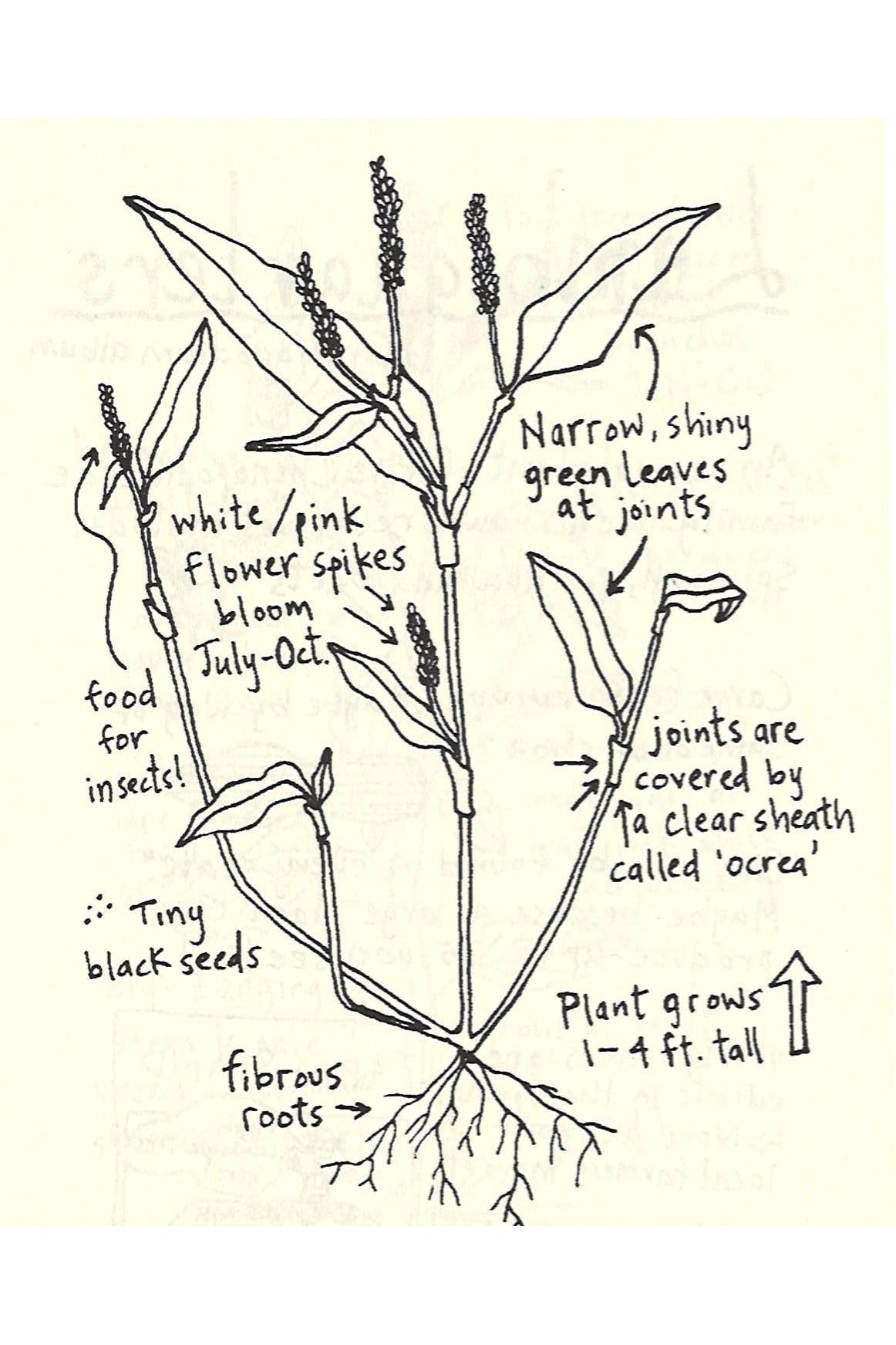 Urban Field Guide to the Plants in Your Path (Zine)