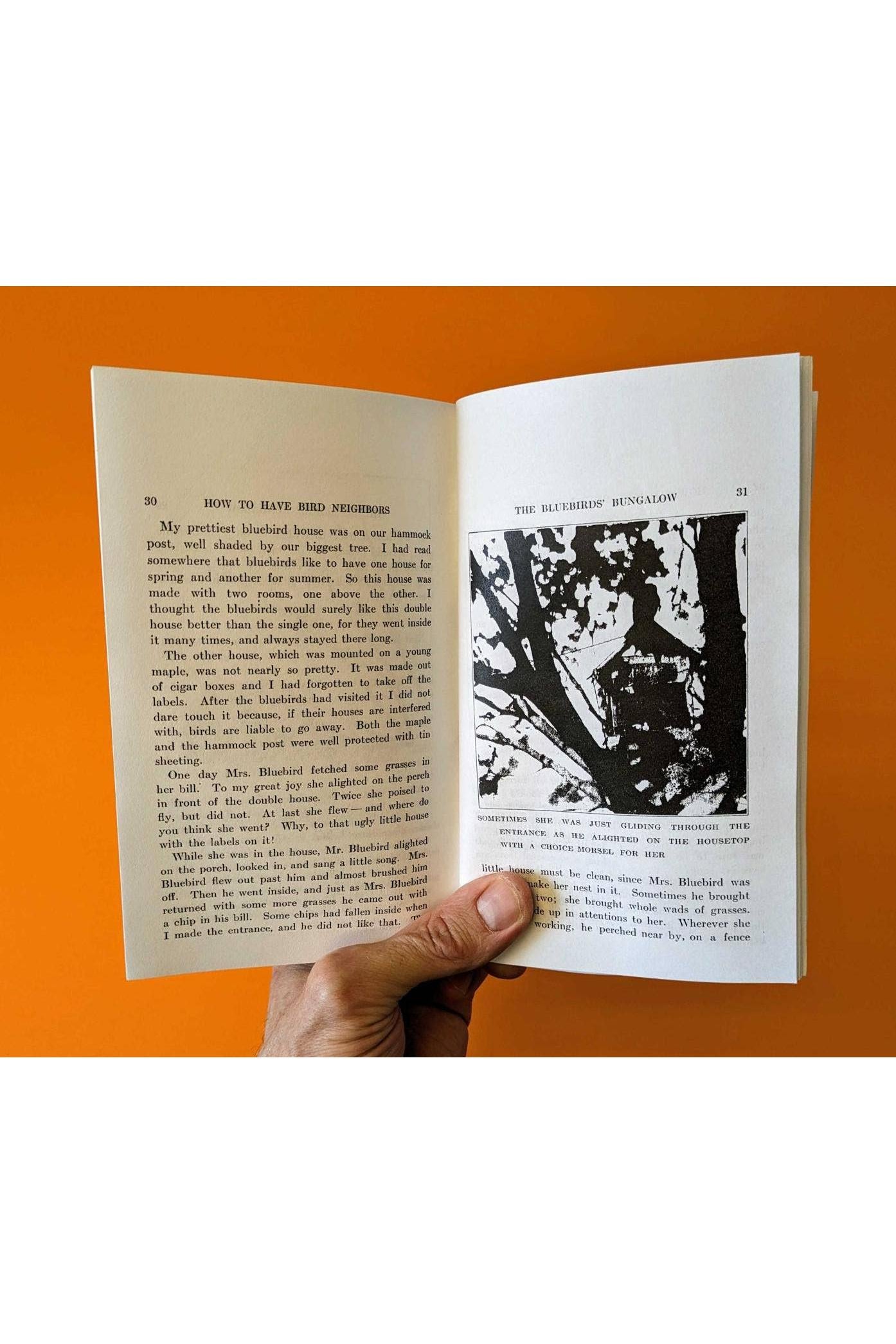 How to Attract Birds (Zine)