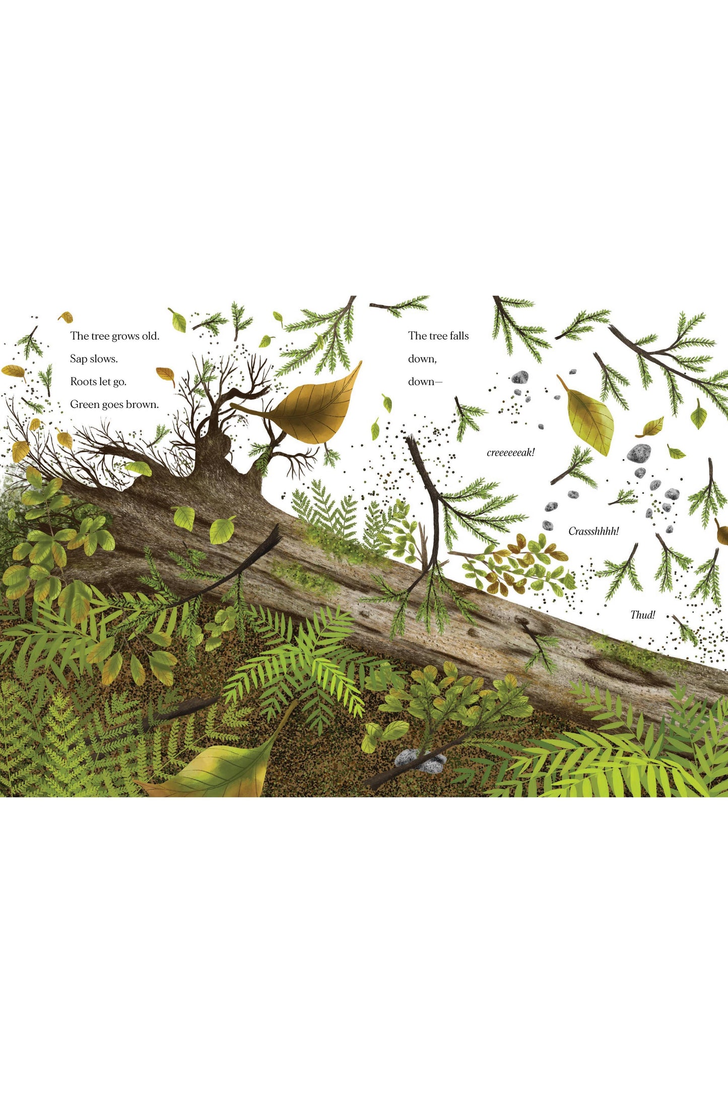 When a Tree Falls: Nurse Logs and Their Incredible Forest Power