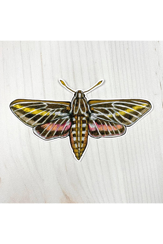 White Lined Sphinx Moth Sticker