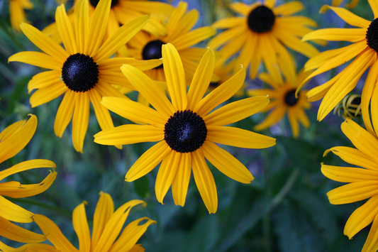 Black-eyed susan, Softhair coneflower (Rudbeckia mollis)
