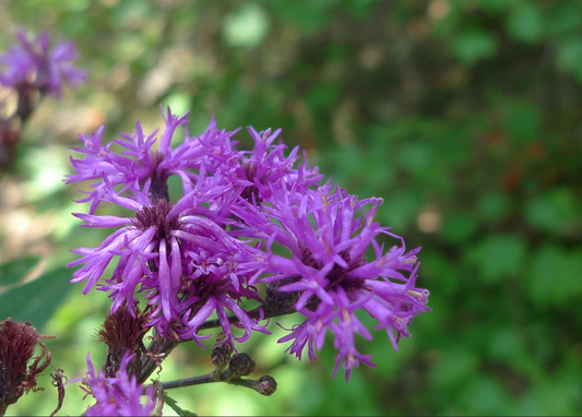 Giant ironweed (Vernonia gigantea)
