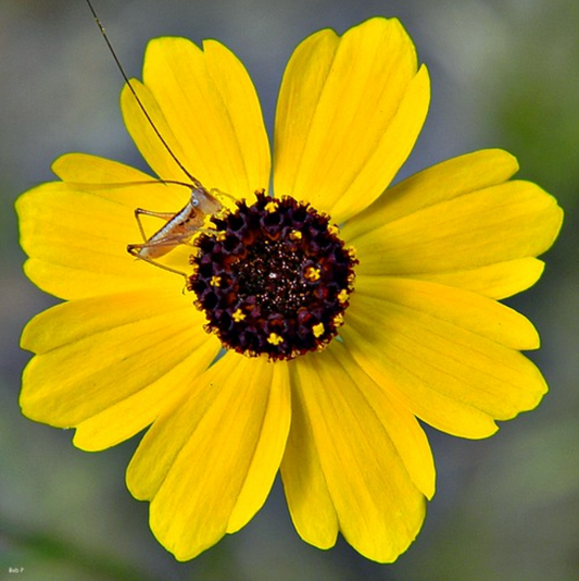 Leavenworth's tickseed (Coreopsis leavenworthii )