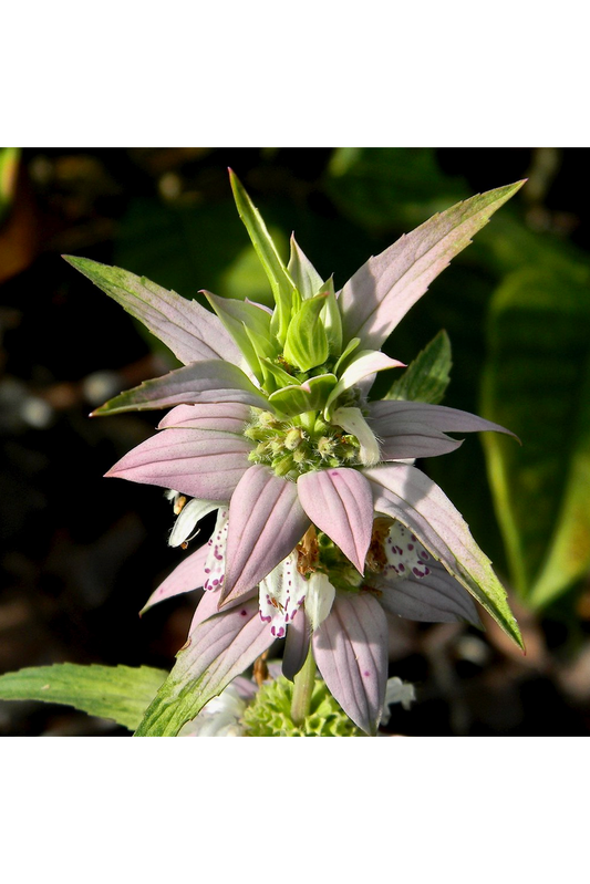 Spotted beebalm (Monarda punctata)