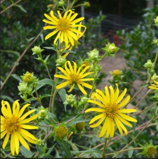 Starry rosinweed (Silphium asteriscus )