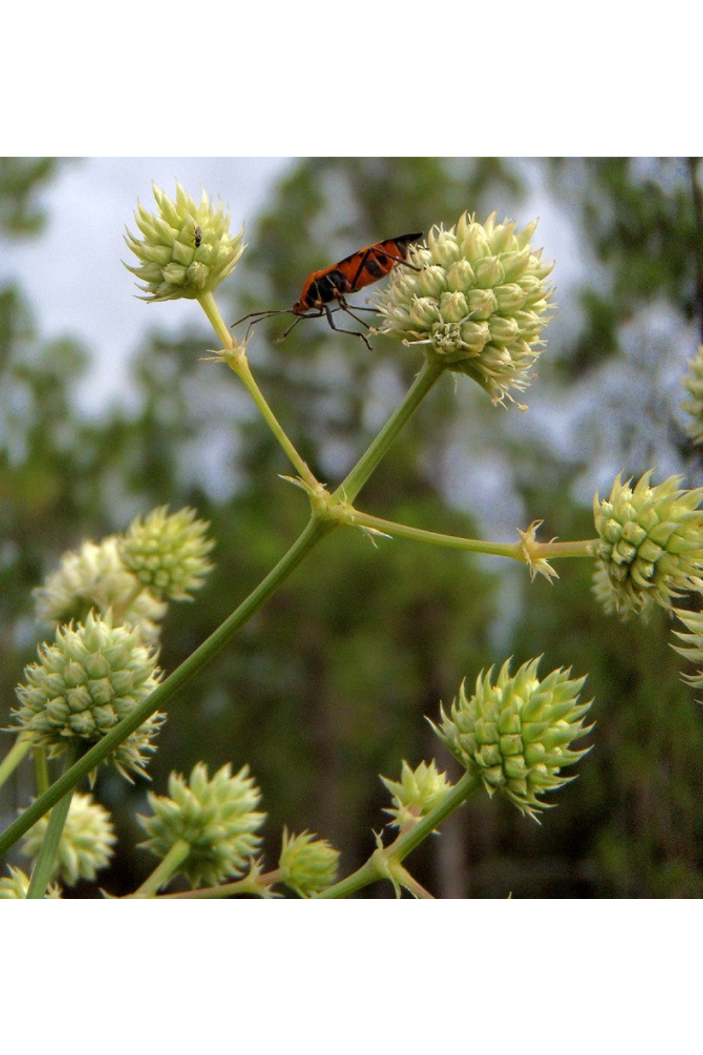 Rattlesnakemaster, Button rattlesnakemaster (Eryngium yuccifolium)