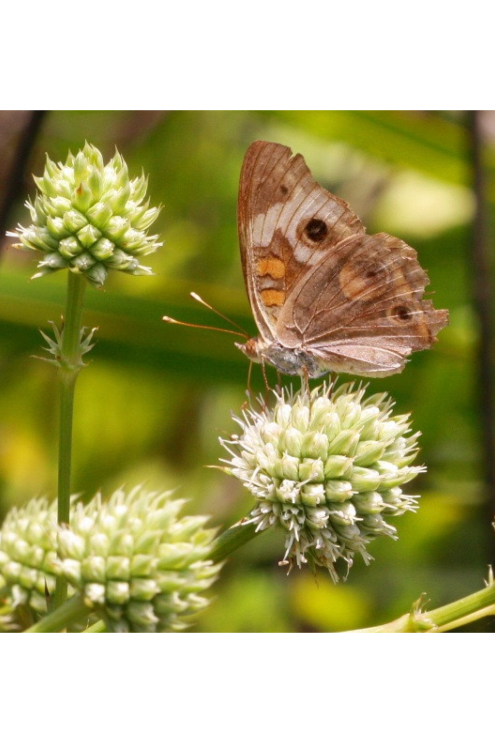 Rattlesnakemaster, Button rattlesnakemaster (Eryngium yuccifolium)