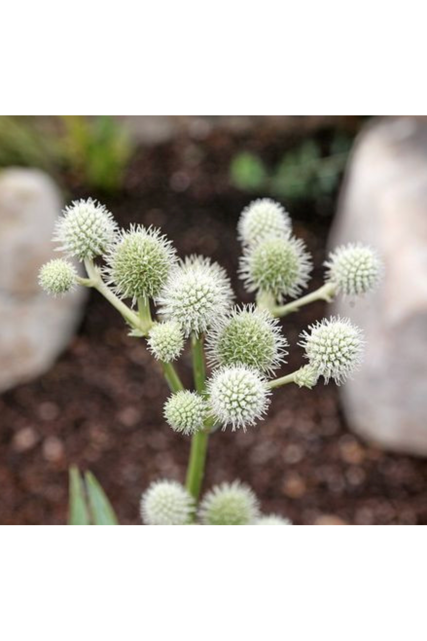 Rattlesnakemaster, Button rattlesnakemaster (Eryngium yuccifolium)
