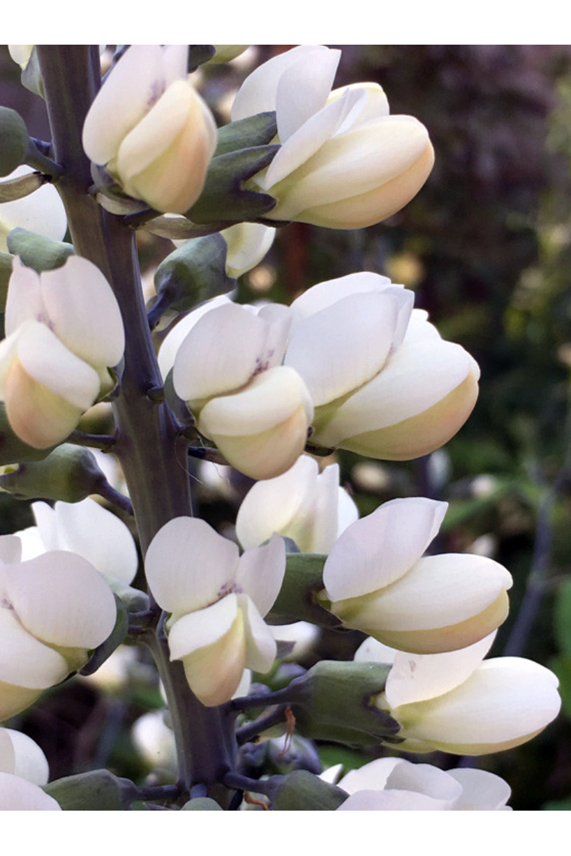 White wild indigo (Baptisia alba)