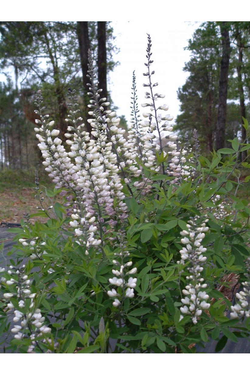 White wild indigo (Baptisia alba)