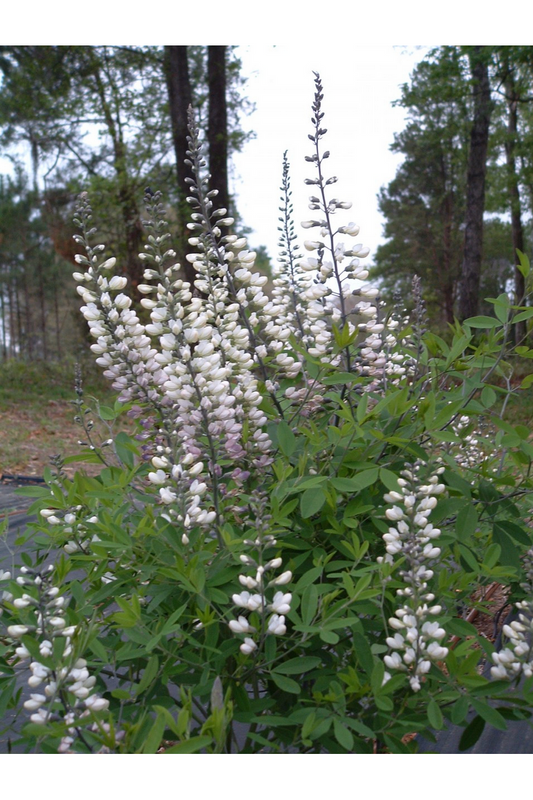 White wild indigo (Baptisia alba)