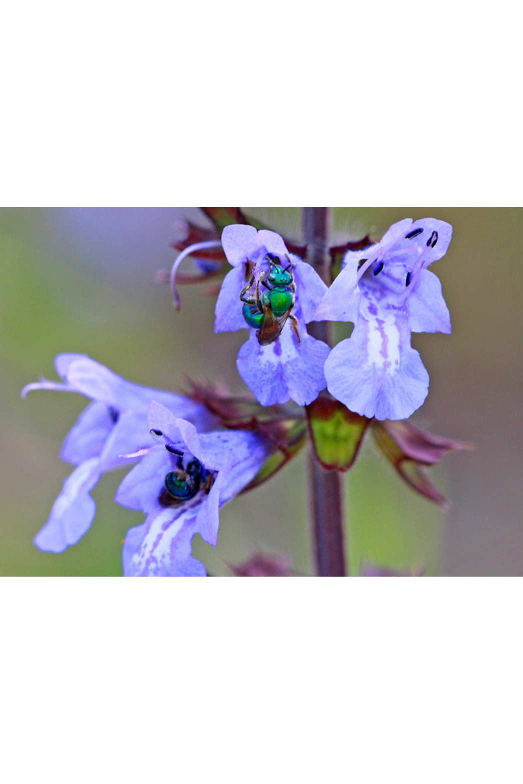Lyreleaf sage (Salvia lyrata)