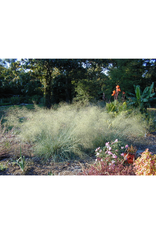 Elliott's lovegrass (Eragrostis elliottii)